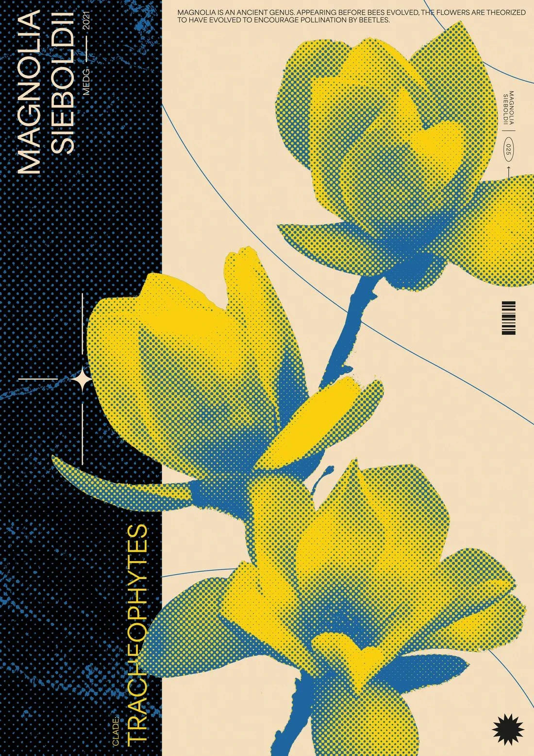 Magnolia